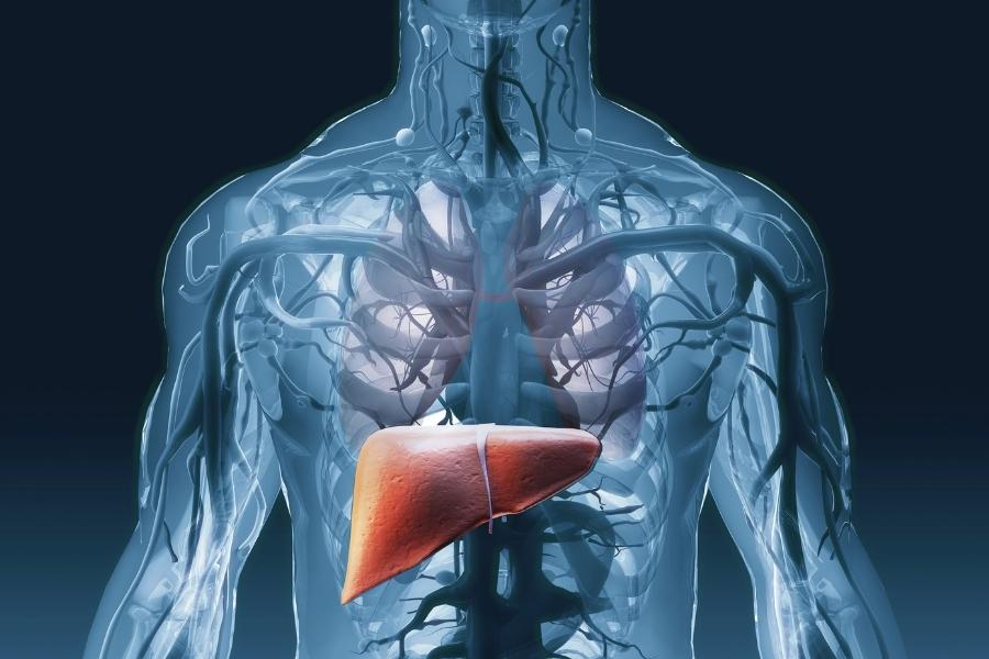 Herramienta predictiva para evaluar patologías hepáticas